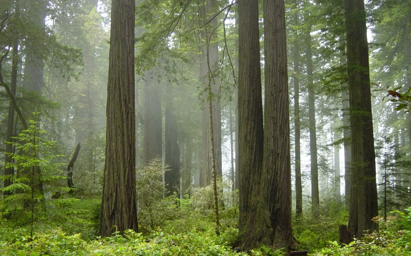 A misty redwood forest with tall trees surrounded by fog